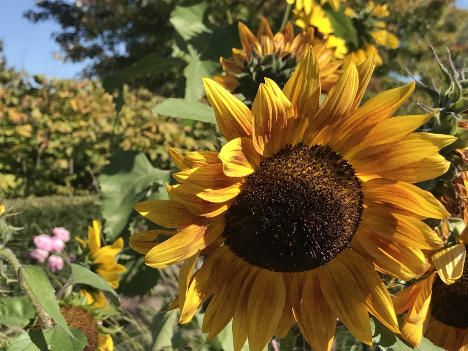 Garfield Park Conservatory